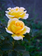 The Yellow Rose ①