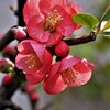木瓜の花（1）