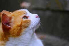 地域猫