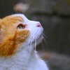 地域猫