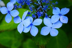 ② 紫陽花のシーズンが・・・
