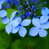② 紫陽花のシーズンが・・・
