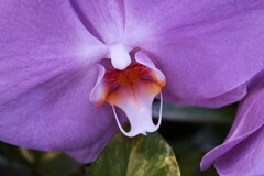 「らん・ラン・蘭 展  2026年」が開催中！