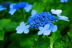 郷土の森あじさいまつり ⑧