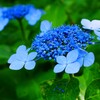 郷土の森あじさいまつり ⑧