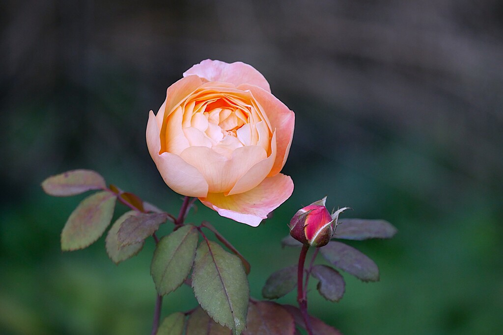 四季の香ローズガーデンの薔薇  ③