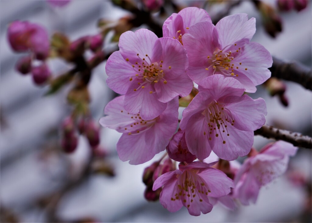 河津桜が咲いていた。