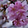 河津桜が咲いていた。