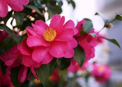 綺麗に咲いたサザンカ