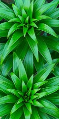 Green Green