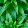 Green Green