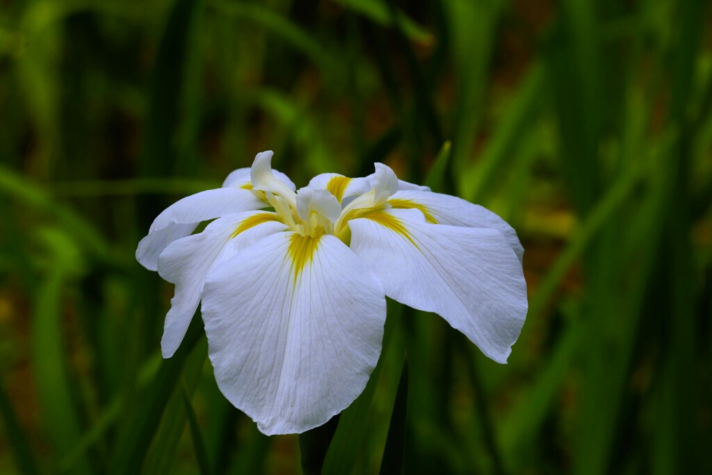 園内の花菖蒲田にて（7）