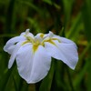 園内の花菖蒲田にて（7）
