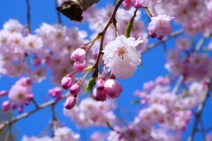 松月院の枝垂れ桜 ①