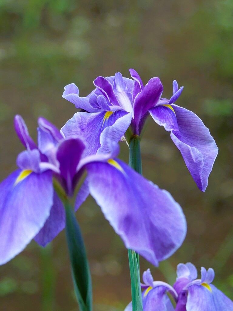 明治神宮御苑の花菖蒲（8）