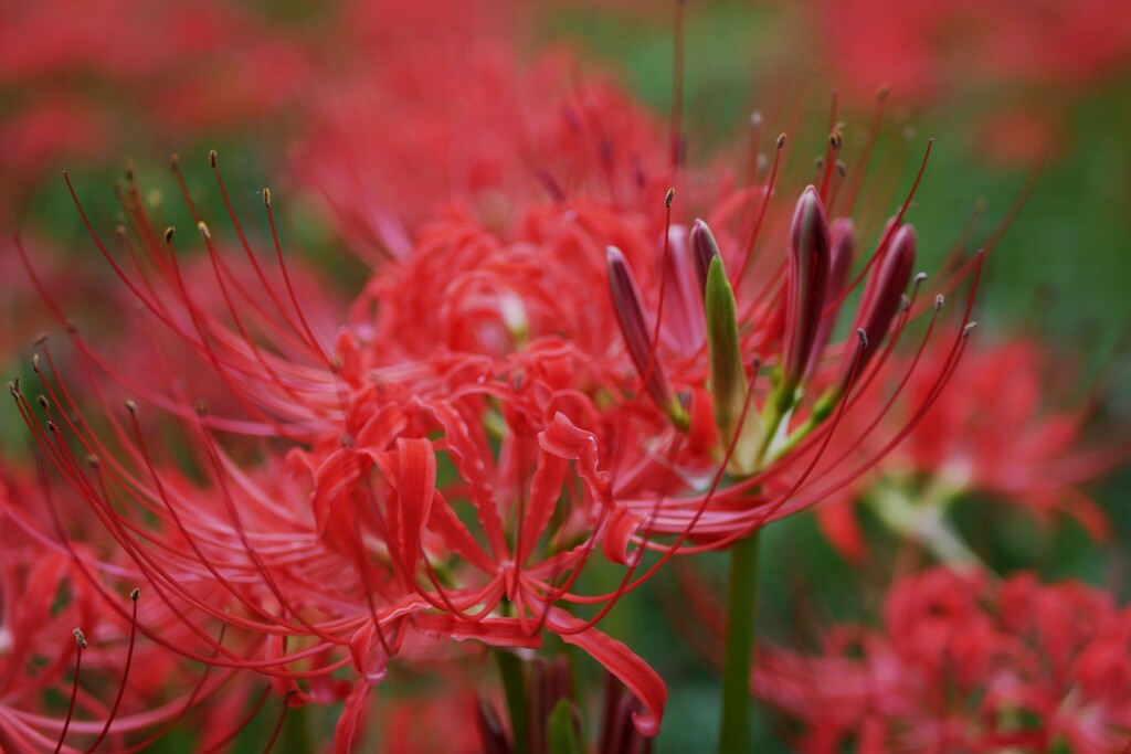 今年の見頃は・・・