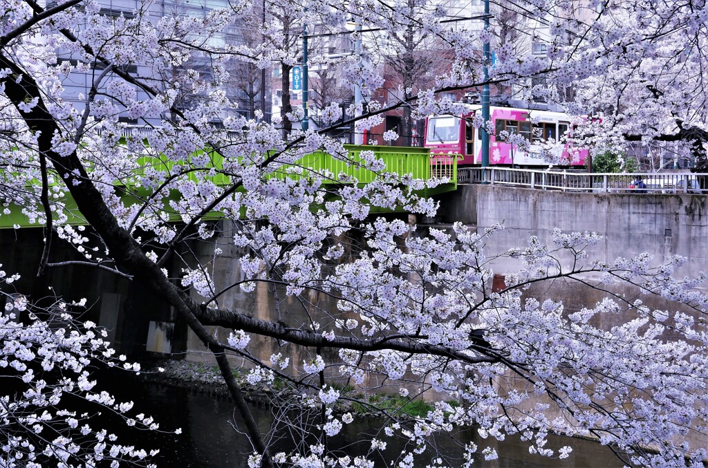東京さくらトラム（都電荒川線）
