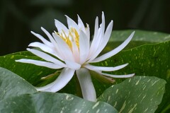 睡蓮 ②