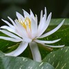 睡蓮 ②