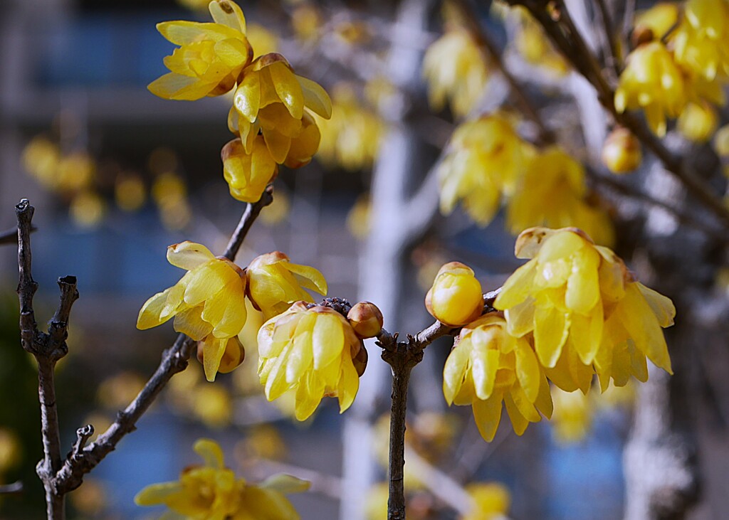 ① 葛飾区堀切でロウバイを撮る！
