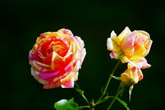 ① 春の薔薇