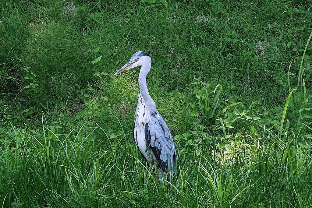 蓬莱島のアオサギ ④