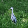 蓬莱島のアオサギ ④