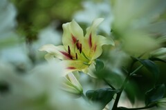 ③ ユリの香りが漂います。