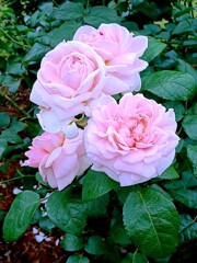 ① 春バラ