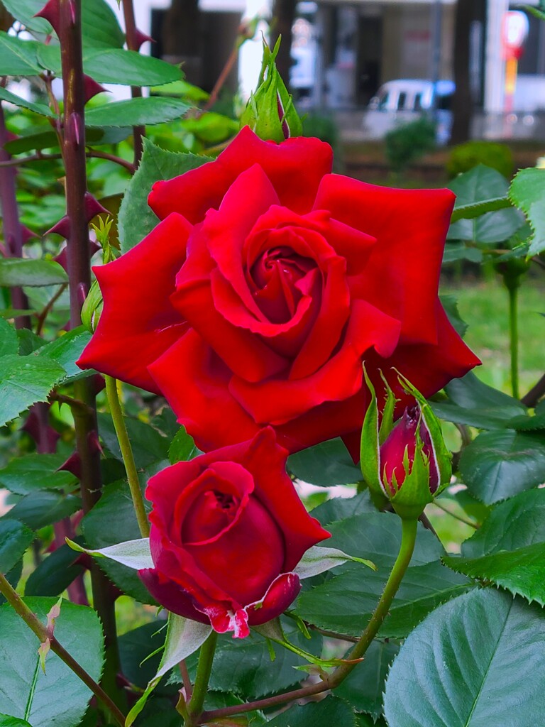 赤い薔薇