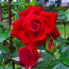 赤い薔薇