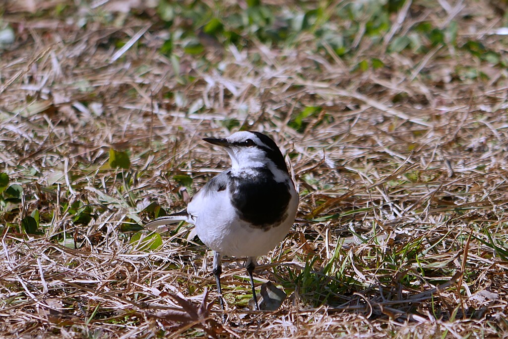 ② ハクセキレイと「あっち向いてホイ」