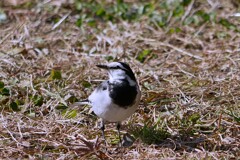 ② ハクセキレイと「あっち向いてホイ」