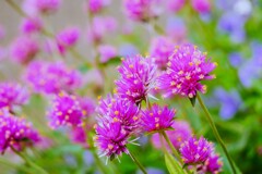 この花は「ゴンフレナ ラブラブラブ」ですかね？