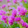 この花は「ゴンフレナ ラブラブラブ」ですかね？