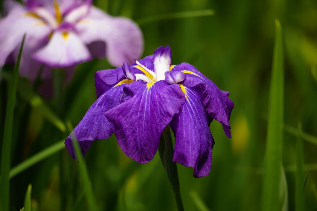 園内の花菖蒲田にて（5）