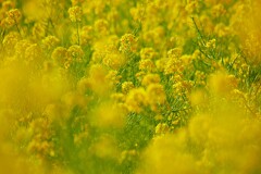 ③ 浜離宮恩賜庭園の「菜の花畑」にて