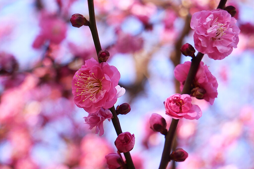 ④ 春のような陽気に、梅の花が見頃に・・・