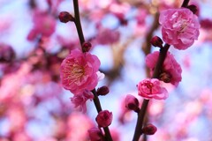 ④ 春のような陽気に、梅の花が見頃に・・・