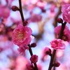 ④ 春のような陽気に、梅の花が見頃に・・・
