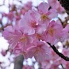 ご近所の桜