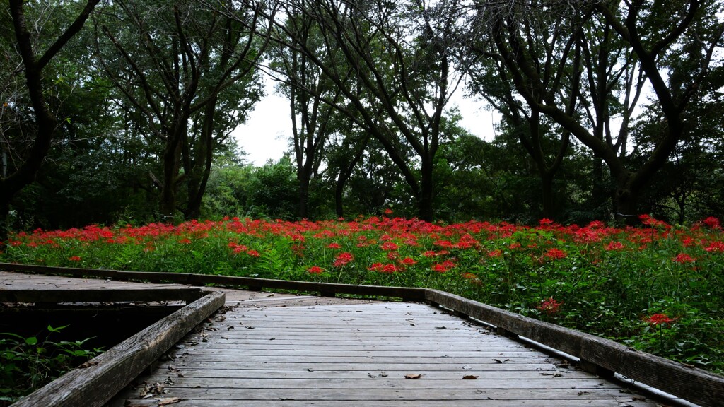 自然観察園の彼岸花 ③