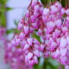ピンクのカワイイ花が・・・