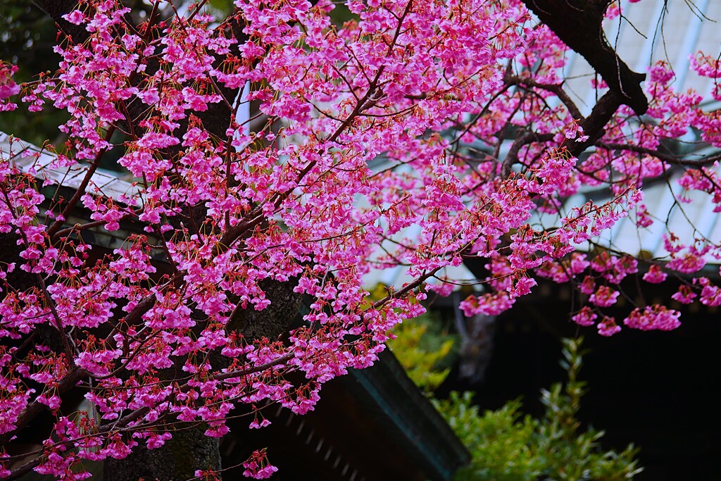 ③ 寒緋桜と神社