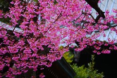 ③ 寒緋桜と神社