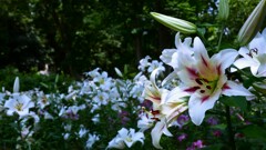 ① ユリの香りが漂います。