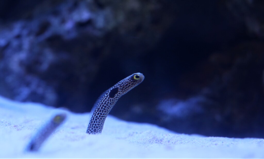 眺めているだけでも癒やされますね。