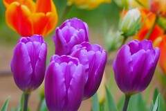 ⑦ チューリップの花が・・・