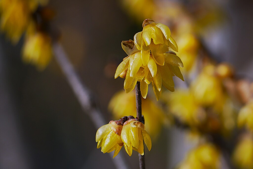 ② 葛飾区堀切でロウバイを撮る！