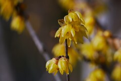 ② 葛飾区堀切でロウバイを撮る！